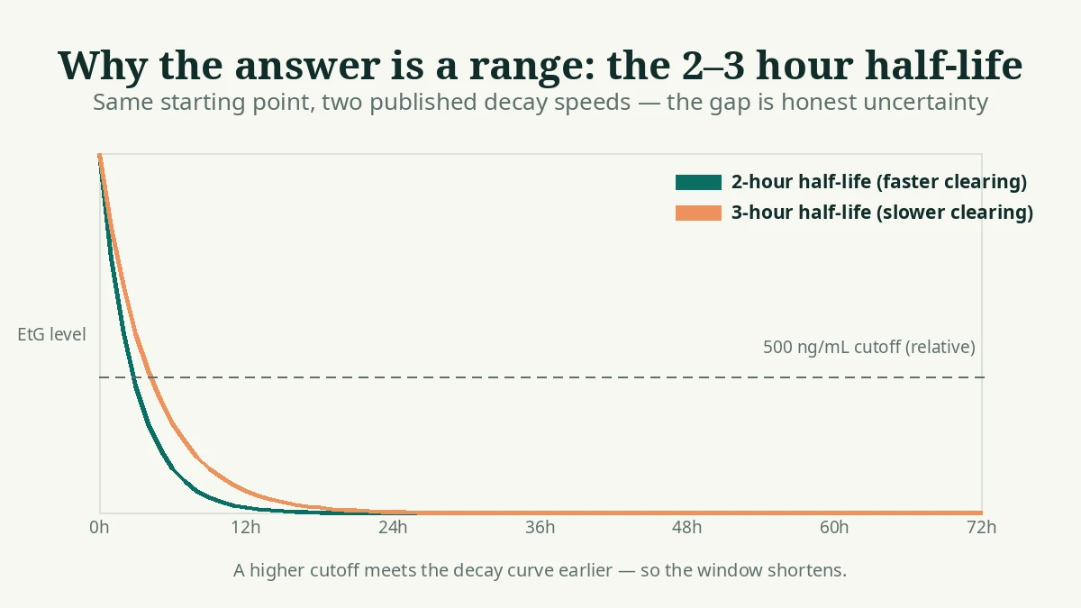 Two EtG decay curves showing the published 2-hour and 3-hour half-life range against the 500 ng/mL cutoff