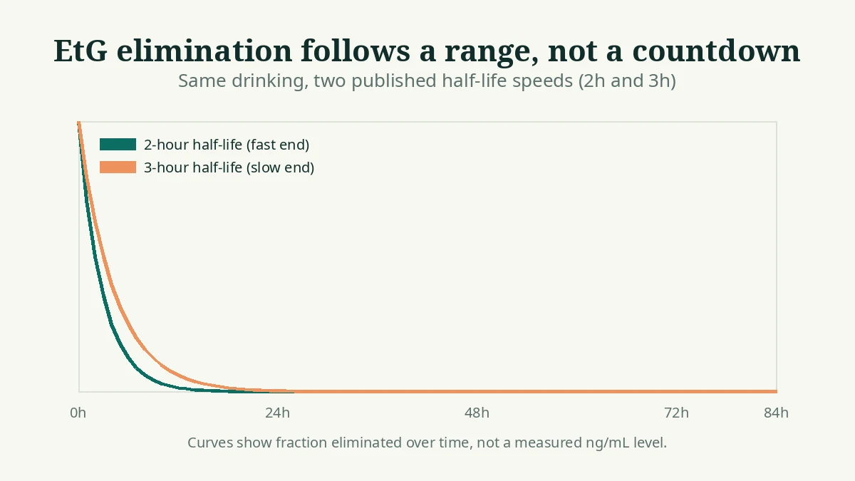 Two EtG decay curves showing elimination at the published 2-hour and 3-hour half-life speeds