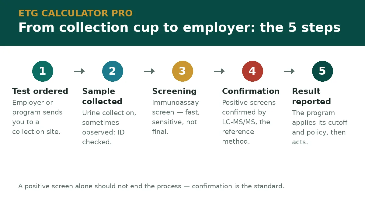 The five steps of workplace EtG testing, from the ordered test to the result reaching the employer