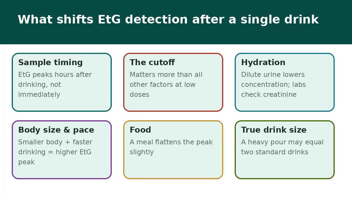 Six factors that shift EtG detection after a single drink: sample timing, the cutoff, hydration, body size and pace, food, and true drink size