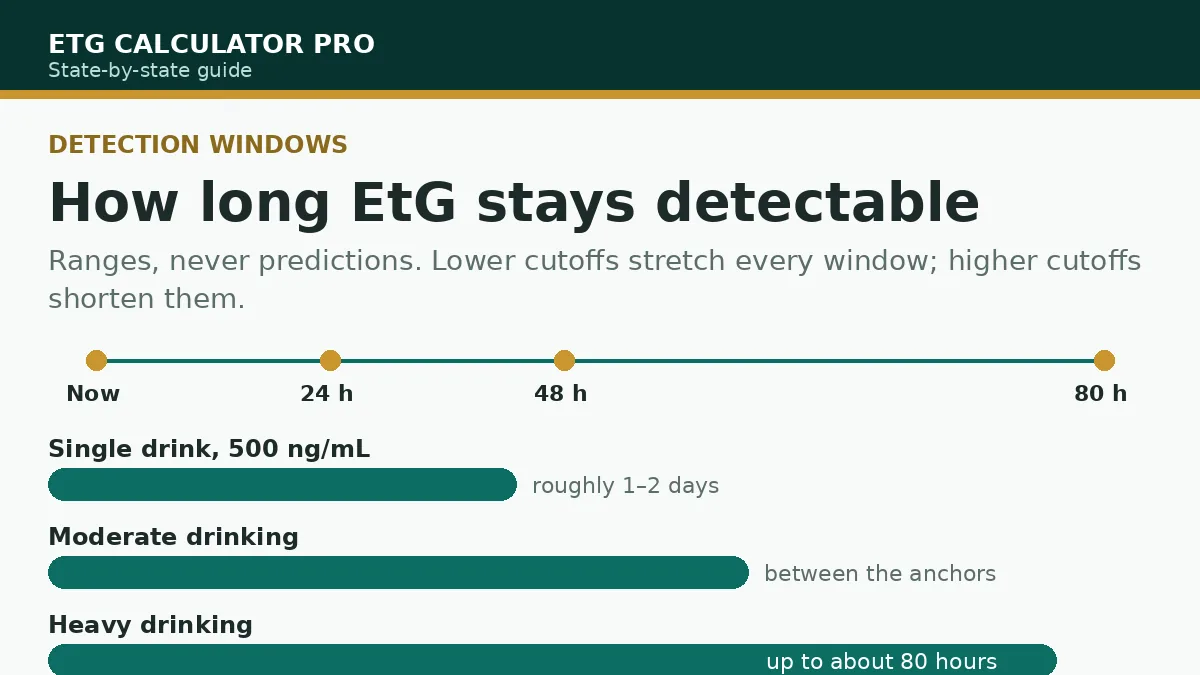 Timeline graphic showing EtG detection windows after drinking: single drink one to two days, heavy drinking up to about 80 hours, longer at lower cutoffs