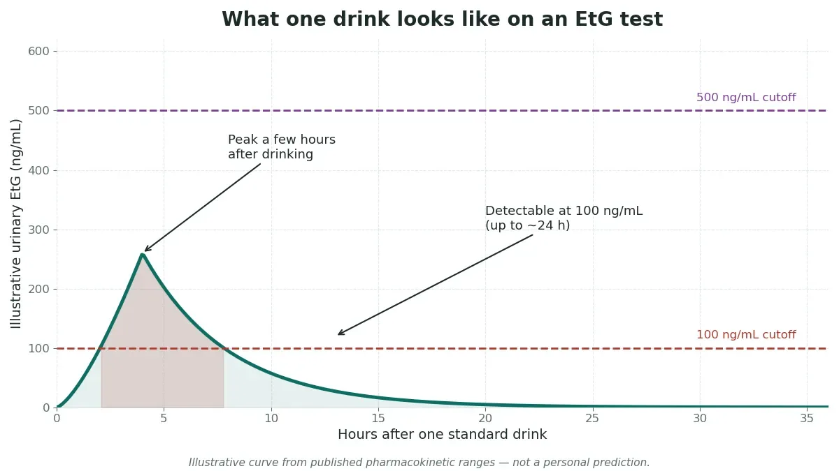 Illustrative curve of urinary EtG concentration over 36 hours after one standard drink, peaking below 500 ng/mL and crossing the 100 ng/mL cutoff